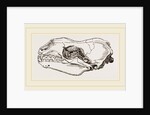 Skull of Sea-Leopard by Anonymous