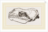 Skull of Sea-Leopard by Anonymous