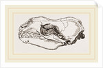 Skull of Sea-Leopard by Anonymous