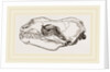 Skull of Sea-Leopard by Anonymous