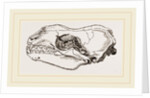Skull of Sea-Leopard by Anonymous