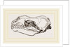 Skull of Sea-Leopard by Anonymous