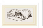 Skull of Sea-Leopard by Anonymous