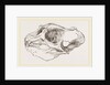 Skull of Elephant-Seal by Anonymous