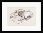Skull of Elephant-Seal by Anonymous