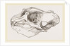 Skull of Elephant-Seal by Anonymous