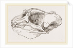 Skull of Elephant-Seal by Anonymous