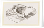 Skull of Elephant-Seal by Anonymous