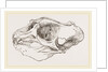 Skull of Elephant-Seal by Anonymous