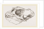 Skull of Elephant-Seal by Anonymous