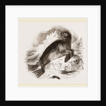 Ursine Seal by Anonymous