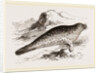 Common Seal by Anonymous