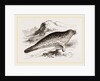 Common Seal by Anonymous