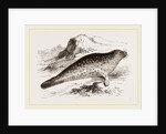 Common Seal by Anonymous