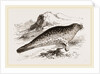 Common Seal by Anonymous