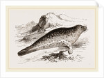 Common Seal by Anonymous