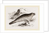 Common Seal by Anonymous