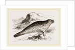 Common Seal by Anonymous