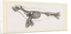 Skeleton of Seal by Anonymous