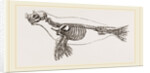 Skeleton of Seal by Anonymous