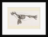 Skeleton of Seal by Anonymous
