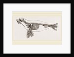 Skeleton of Seal by Anonymous