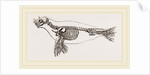 Skeleton of Seal by Anonymous