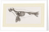 Skeleton of Seal by Anonymous
