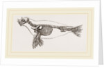 Skeleton of Seal by Anonymous