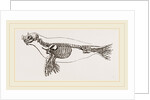 Skeleton of Seal by Anonymous
