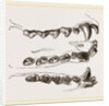 Teeth of Seal by Anonymous
