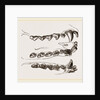 Teeth of Seal by Anonymous