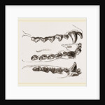 Teeth of Seal by Anonymous