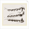 Teeth of Seal by Anonymous