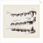 Teeth of Seal by Anonymous