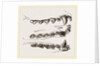 Teeth of Seal by Anonymous