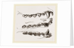 Teeth of Seal by Anonymous