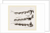 Teeth of Seal by Anonymous