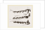 Teeth of Seal by Anonymous