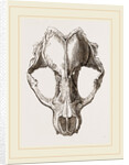 Skull of Seal by Anonymous