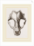 Skull of Seal by Anonymous