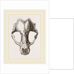 Skull of Seal by Anonymous