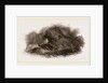 Otter in Cave by Anonymous