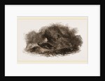 Otter in Cave by Anonymous