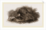 Otter in Cave by Anonymous