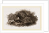 Otter in Cave by Anonymous