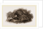 Otter in Cave by Anonymous