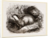 Common Badger by Anonymous