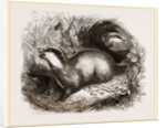 Common Badger by Anonymous