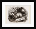 Common Badger by Anonymous